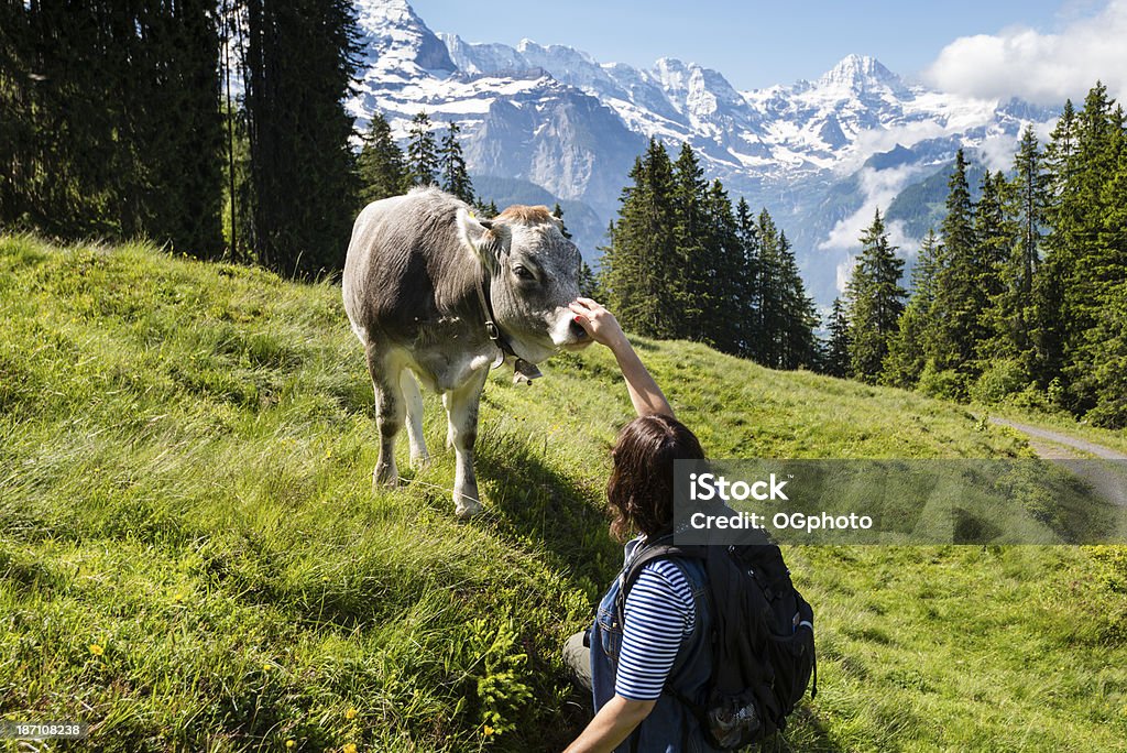 Femme sympathique interactif veau avec les montagnes en arrière-plan-XXXL - Photo de Bovin domestique libre de droits