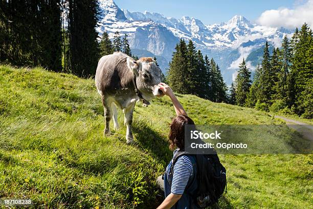 Photo libre de droit de Femme Sympathique Interactif Veau Avec Les Montagnes En Arrièreplanxxxl banque d'images et plus d'images libres de droit de Bovin domestique