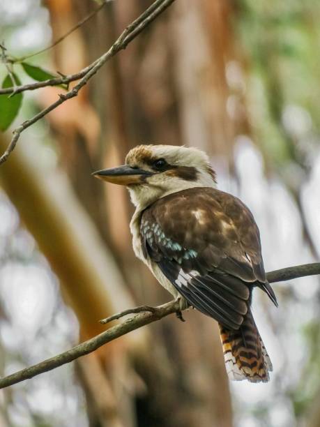 istock The Laughing Kookaburra 1871082756
