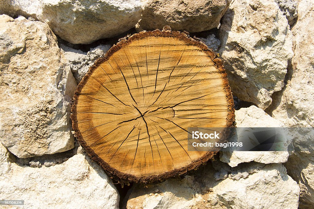 Anelli ad albero - Foto stock royalty-free di A forma di croce