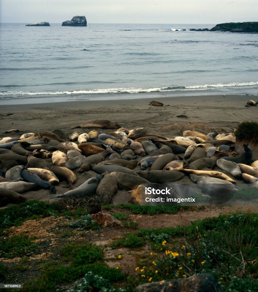 Il sea lions pile - Foto stock royalty-free di Acqua