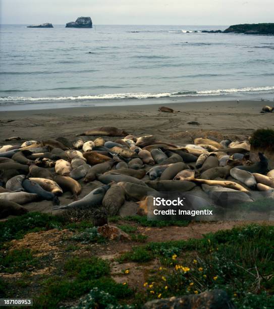 Il Sea Lions Pile - Fotografie stock e altre immagini di Acqua - Acqua, Ambientazione esterna, Animale