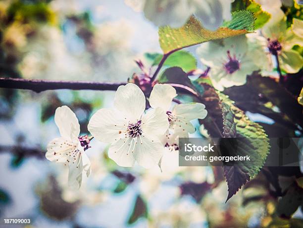 Nostalgie Für Den Frühling Stockfoto und mehr Bilder von Ast - Pflanzenbestandteil - Ast - Pflanzenbestandteil, Baumblüte, Blatt - Pflanzenbestandteile