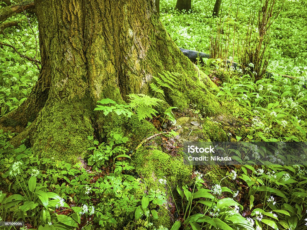 Velha árvore em uma floresta - Royalty-free Antigo Foto de stock