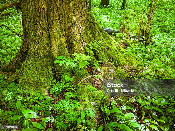 Velha Árvore Em Uma Floresta - Fotografias de stock e mais imagens de Antigo - Antigo, Ao Ar Livre, Arbusto