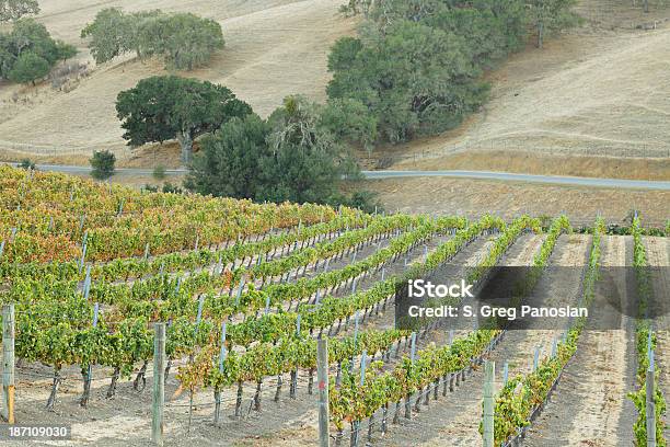 Paisagem De Vinha - Fotografias de stock e mais imagens de Agricultura - Agricultura, Ao Ar Livre, Califórnia