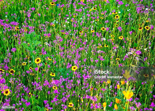 야생화 메도 0명에 대한 스톡 사진 및 기타 이미지 - 0명, 고요한 장면, 꽃-꽃의 구조