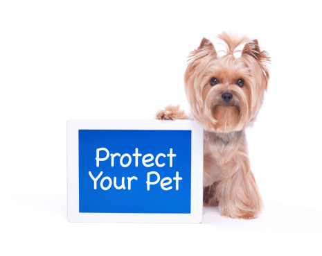 Yorkshire Terrier Dog Selling Pet Insurance