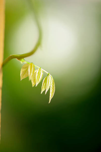 Delicate Green Leaves Spring stem with new green leaves. fz009 stock pictures, royalty-free photos & images