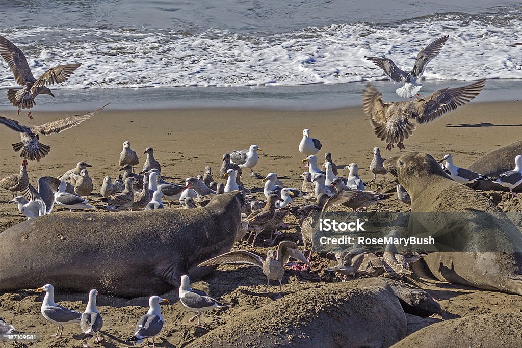 Chaos at the Elephant Seal rookery An Elephant Seal baby has just been born, and two of the mothers are angry at the noise and activity of the birds. Animal Call Stock Photo