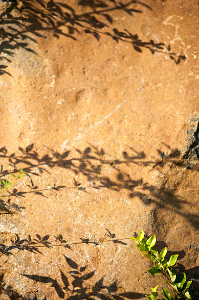 Shadow of Plant on Rock Branch of plant with shadow on the rock surface. fz009 stock pictures, royalty-free photos & images