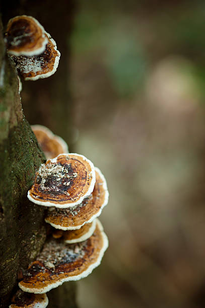 Mushroom on Tree Close-up of mushrooms growing on tree trunk. fz009 stock pictures, royalty-free photos & images