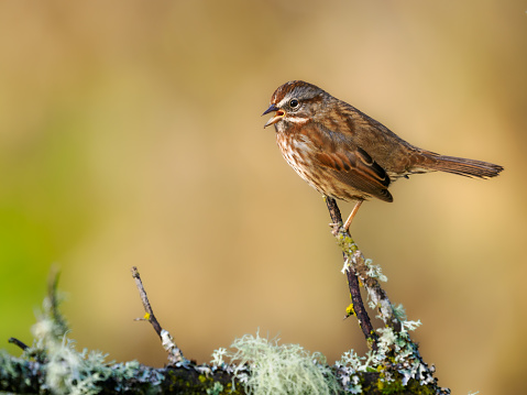 A song sparrow perched on a tree branch in the Willamette Valley of Oregon. Mouth is open. Has a soft, defocused yellow / green background.