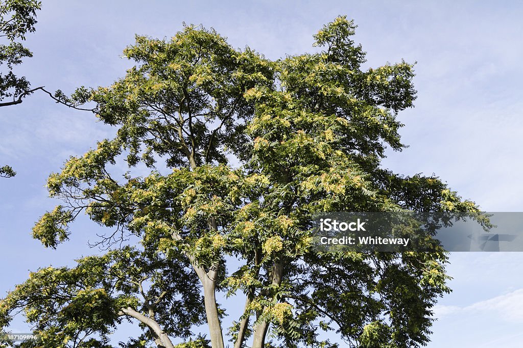 Voando sementes em Tree of Heaven em de setembro de - Foto de stock de Desfocado - Foco royalty-free
