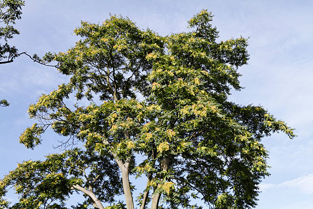 voar sementes em árvore do céu em setembro - ailanthus glandulosa imagens e fotografias de stock