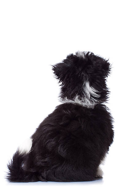 istock Back of havanese bichon looking uo 187109910