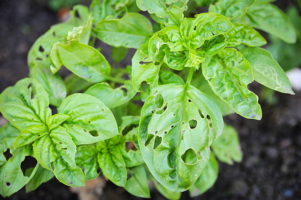 Basil plant with holes stock photo