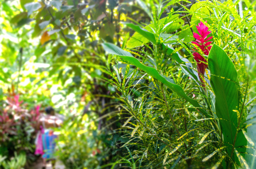 enjoying the beauty of a tropical garden