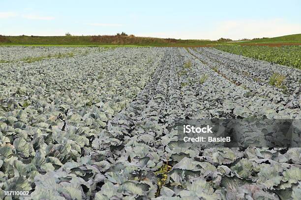 Red Cabbage Stockfoto und mehr Bilder von Blatt - Pflanzenbestandteile - Blatt - Pflanzenbestandteile, Blaukraut, Feld