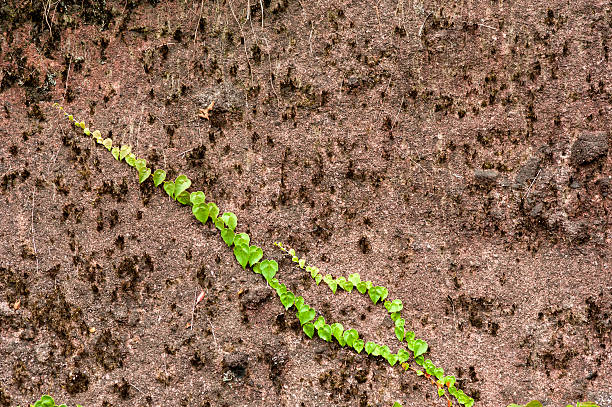Green Creepers Green creepers on grungy wall. fz009 stock pictures, royalty-free photos & images