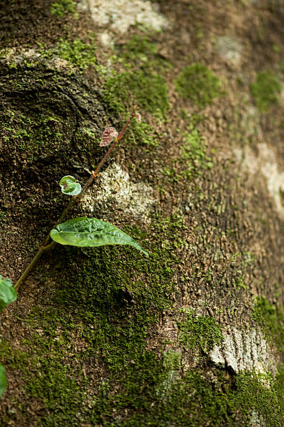 Creeper Growing on Tree Trunk Close-up of creeper growing on bark of a tree. fz009 stock pictures, royalty-free photos & images