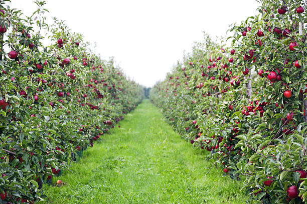 istock Apple orchard # 131 XXXL 187110756