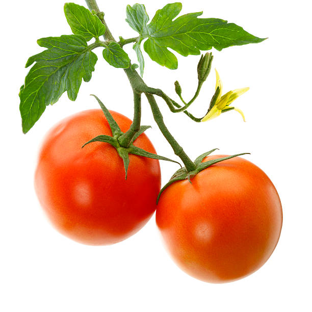 сад помидоры - photography vegetable vine food стоковые фото и изображения