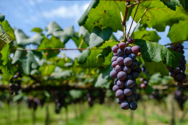 detail einer schönen weintraube an einem weinstock - vineyard ripe crop vine stock-fotos und bilder