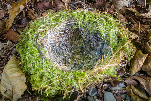 Close-up of a beautifully made bird's nest found among dry leaves on the shores of Coniston Water, in the English Lake District. Sharp focus in centre of frame.