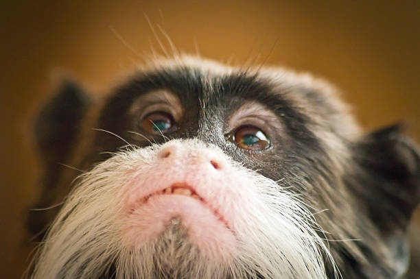 Marmoset with focus on the eyes. Extreme close up of a marmosets face from below.