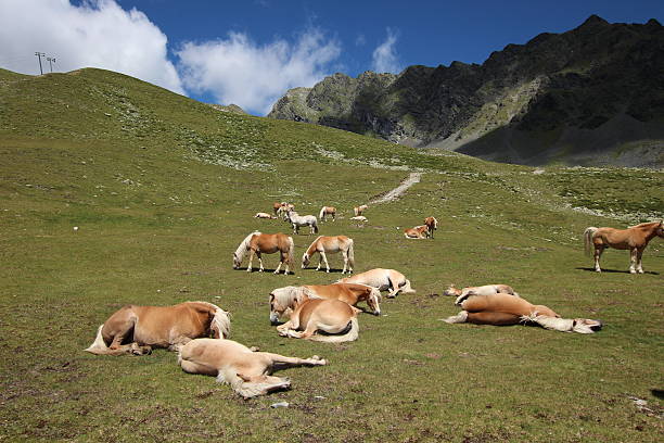 cavalos no prado perto de alpine lakes schwarzmoos, kuehtai, tirol, áustria - horse herd togetherness connection imagens e fotografias de stock