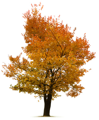 Tree, Autumn