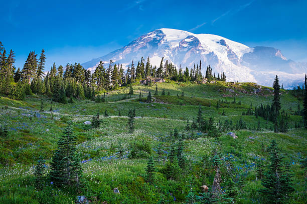 istock Beautiful wildflowers and Mount Rainier 187111197