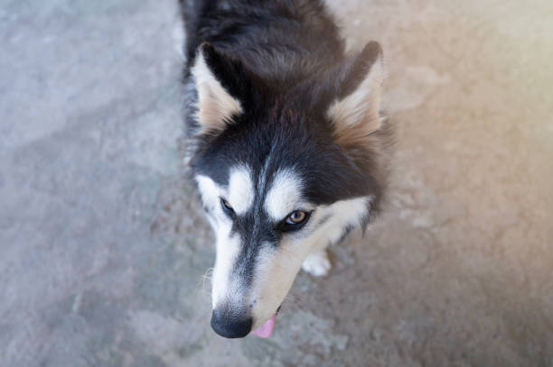 istock Head of husky dog 1871112481