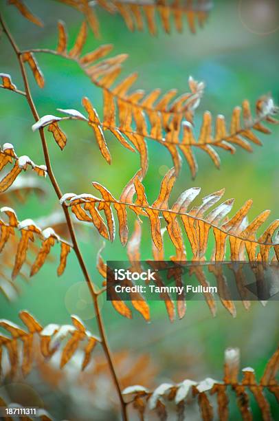 Brilliance Herbst Fern Stockfoto und mehr Bilder von Blattfiedern - Blattfiedern, Farbton, Farn