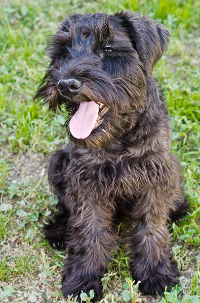 istock Portrait of Dog Schnauzer 187111384