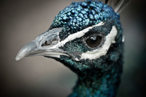 Extreme close up porttrait of a Peacock with focus on the eye. Post processed in Lightroom with Bleach bypass preset.