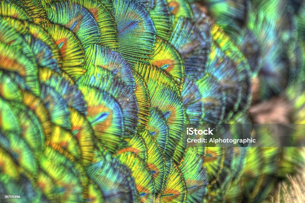 Peacock feathers en el nape de su cuello - Foto de stock de Animal libre de derechos