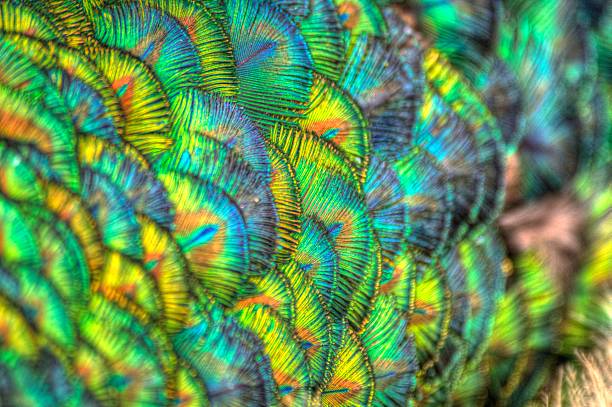 Peacock feathers on the nape of its neck Close up of Peacock Feathers post processed with HDR software Photomatix, painterly 2 setting peacock feathers scales photos stock pictures, royalty-free photos & images
