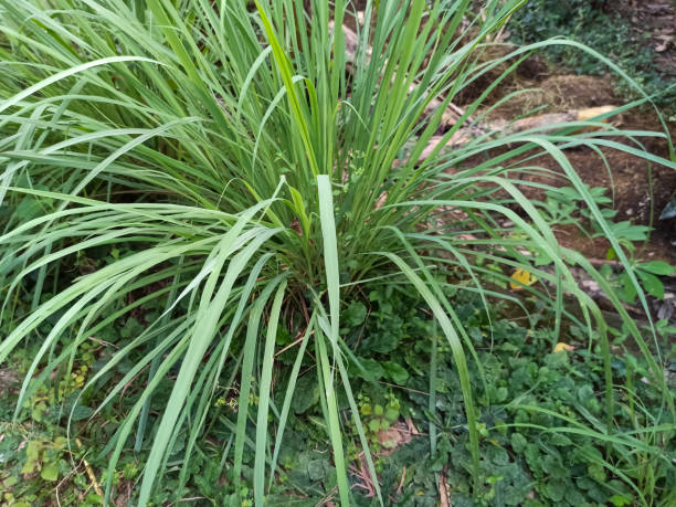 istock Lemongrass trees grow abundantly in the yard. 1871114409