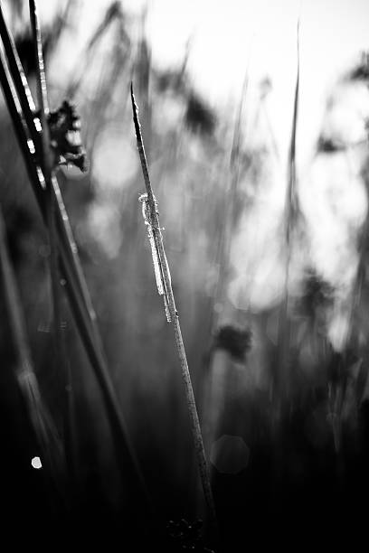istock Wet dragonfly in the morning 187111443