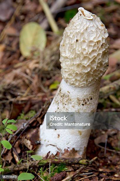 Stinkhorn — стоковые фотографии и другие картинки Soil Saprophyte - Soil Saprophyte, Без людей, Белый