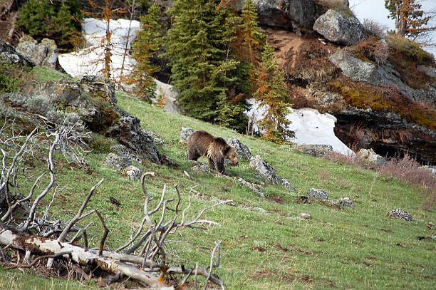 istock Yellowstone National Park Grizzly Bear Foraging 187111705
