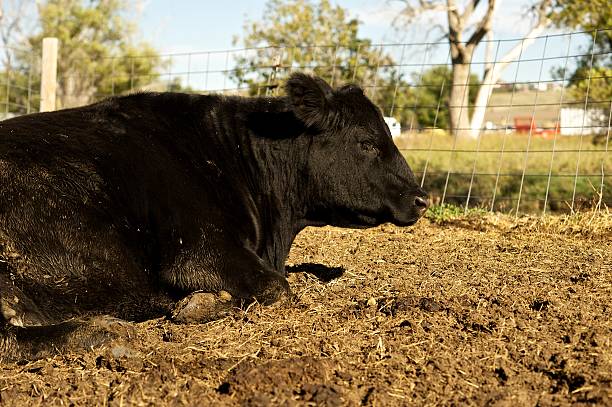 istock Cow laying on the ground 187111739