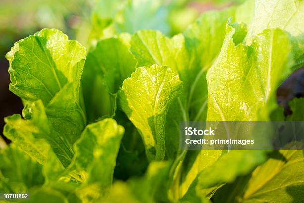 Hydroponic Gemüse In Einem Garten Stockfoto und mehr Bilder von Agrarbetrieb - Agrarbetrieb, Anhöhe, Babyzimmer