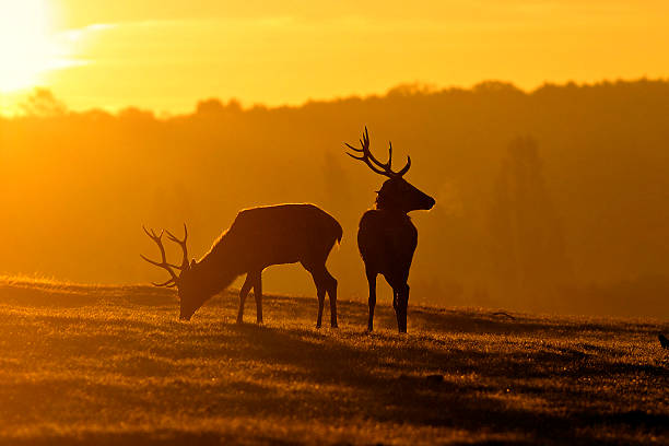 istock Young red deer stags are brothers at dawn 187111935
