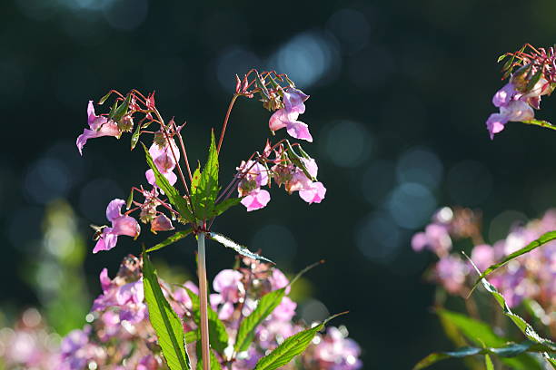 Indian Balsam Indian Balsam ornamental jewelweed stock pictures, royalty-free photos & images