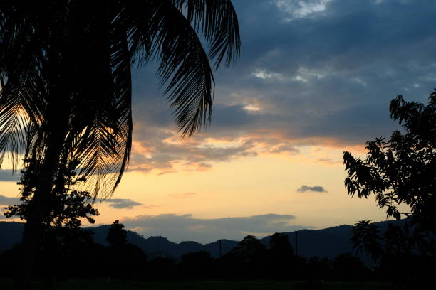background of scenery with leaves and sky during sunset