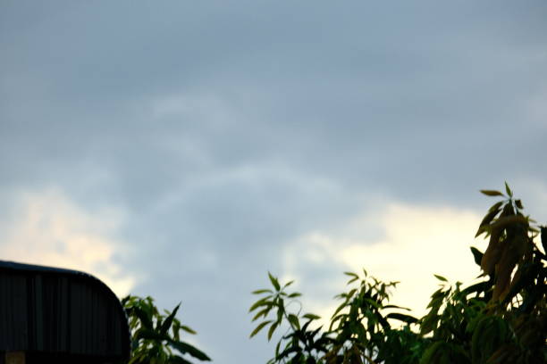background of scenery with leaves and sky during sunset