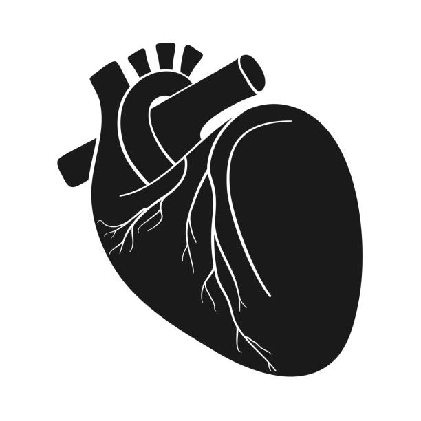 解剖学的な心臓ベクトル ベクターアートイラスト